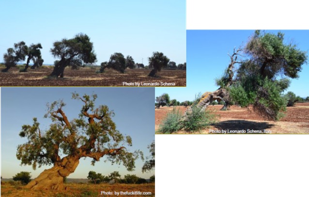 Puglia Olives Tree