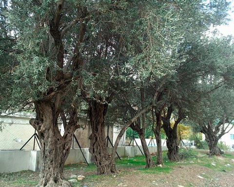 Olive trees in Jordan 1