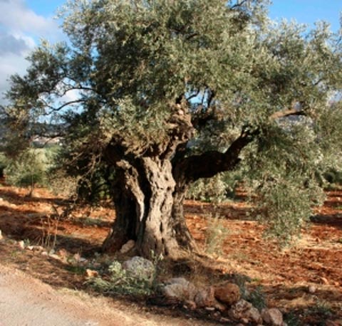 Olive trees in Jordan 2