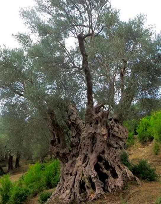 Oliveira milenar da Albânia