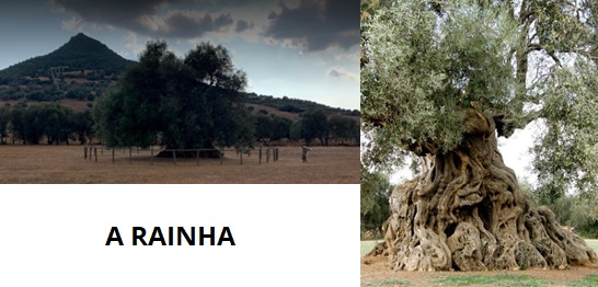 Young olive tree - 900 years old