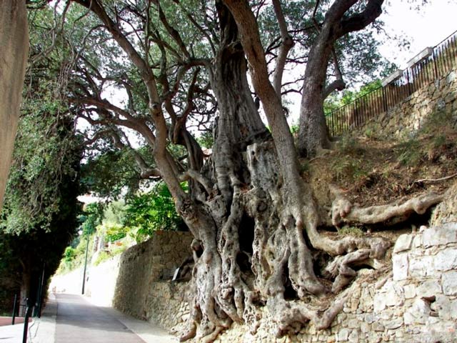 Oliveira mais antiga da França