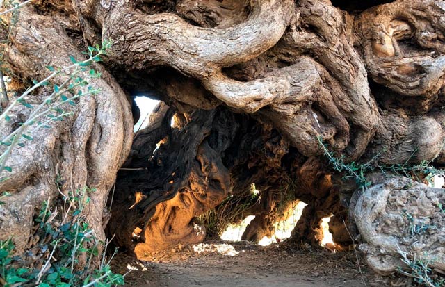 Oco na base do tronco