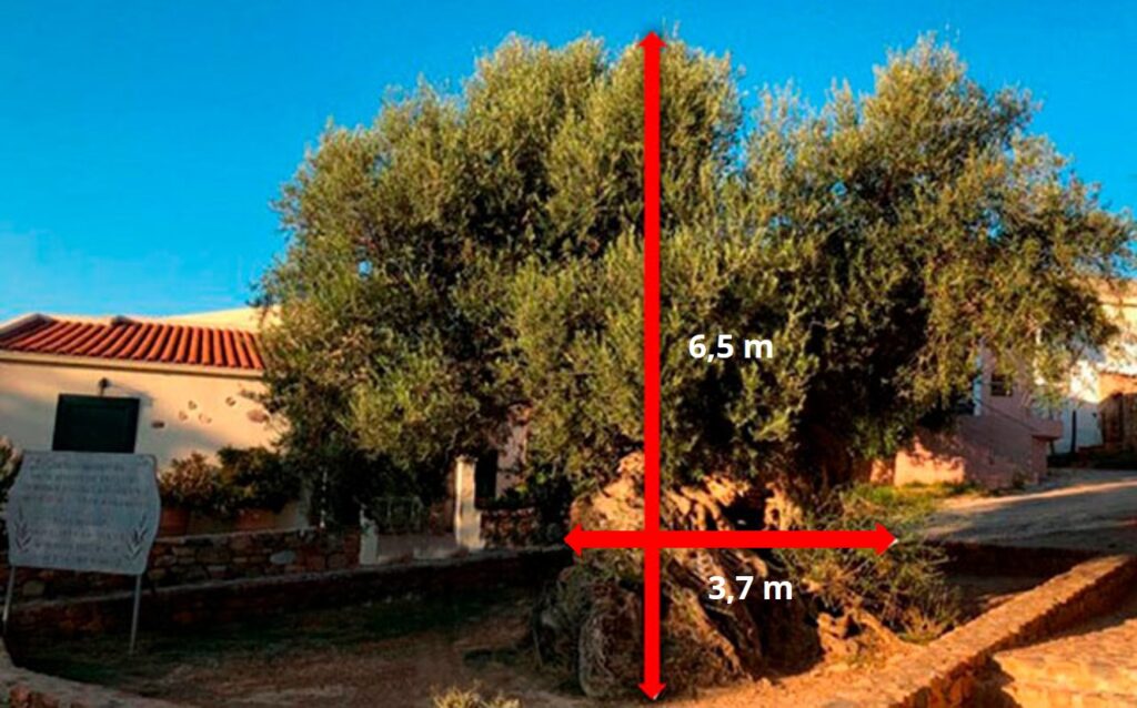 Dimensões da oliveira de Vouves