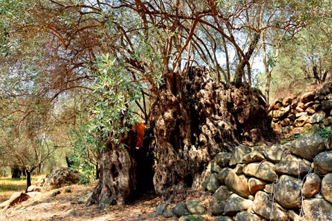 Oliveira de Xyliatos - Cyprus. 800 years old minimum
