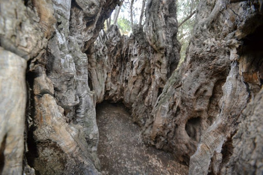 Hollow inside the Xyliatos olive tree