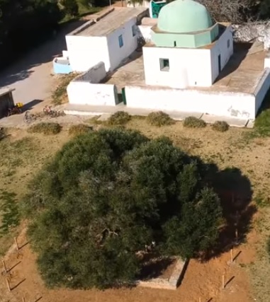 View of the Tunisian olive grove next to the synagogue