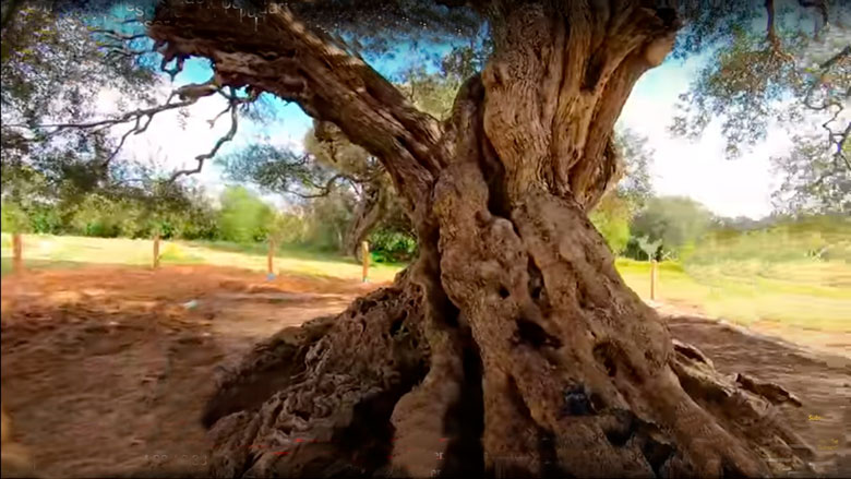 Trunk and branches of Zaytounet-Lakarit - Tunes