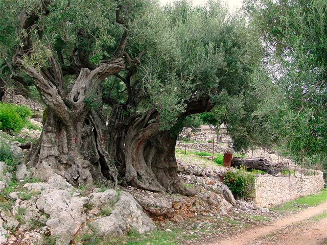 Olive tree 1500 year - Arraba