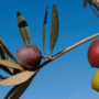 French olive tree Boutellain