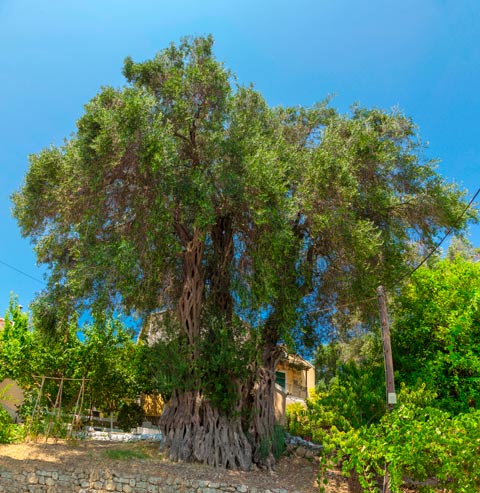 Corfu Olive tree