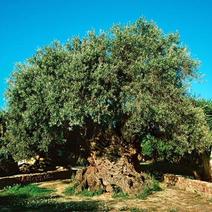 Vouves Olive tree