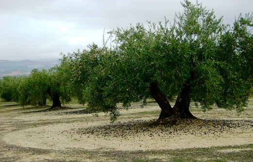 Olive crop in Tacna