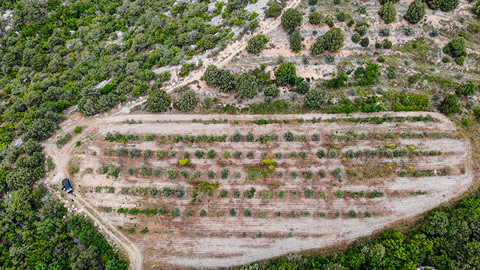 Aerial view of olive groves in Crimea