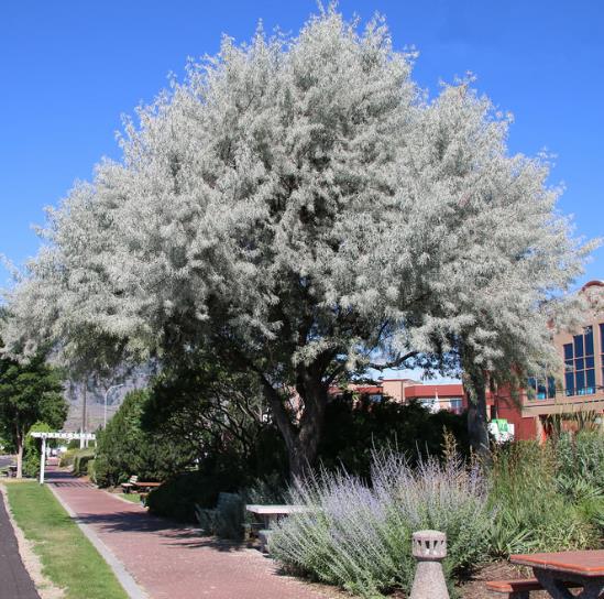 Adult russian olive tree