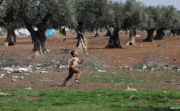 Settlement and Olive Trees - Reuters