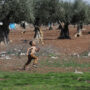 Settlement and Olive Trees - Reuters
