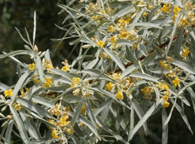 Russian Olive Flowers
