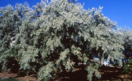 Olive tree russian