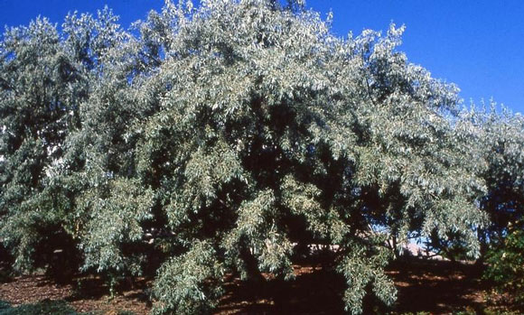 Olive tree russian