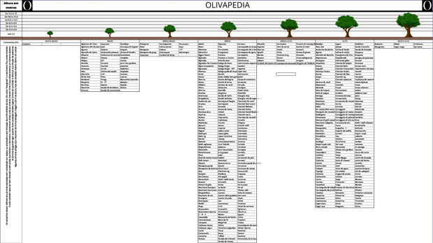 Classification of olive trees by vigor