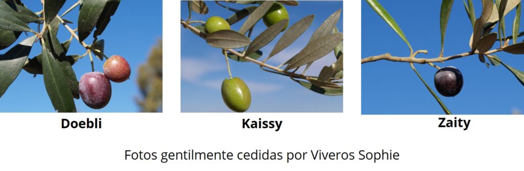 Three of Syria's main cultivars