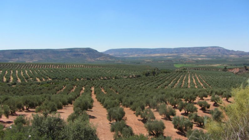 olive groves in northern Israel