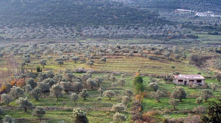 Olive trees in Syria