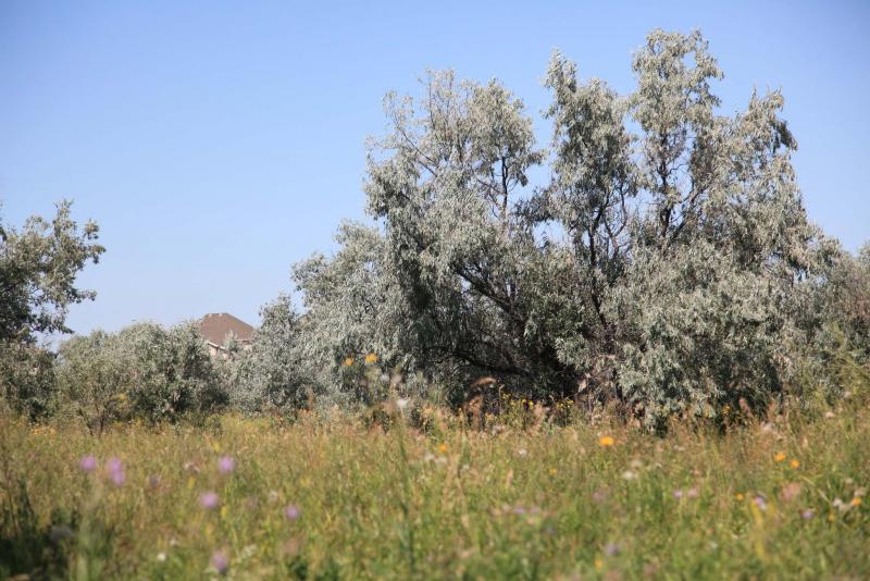 Russian Olive Grove that arose only from the dissemination of seeds by birds.