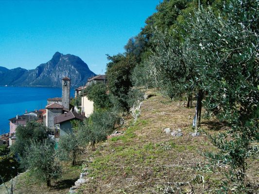 Olive trail in Lugano