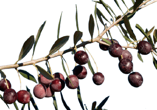 Hamed egipt olive