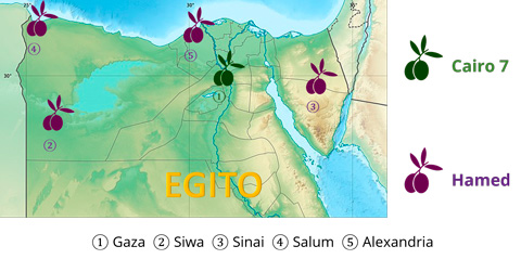 Locations of Cairo 7 and Hamed cultivars