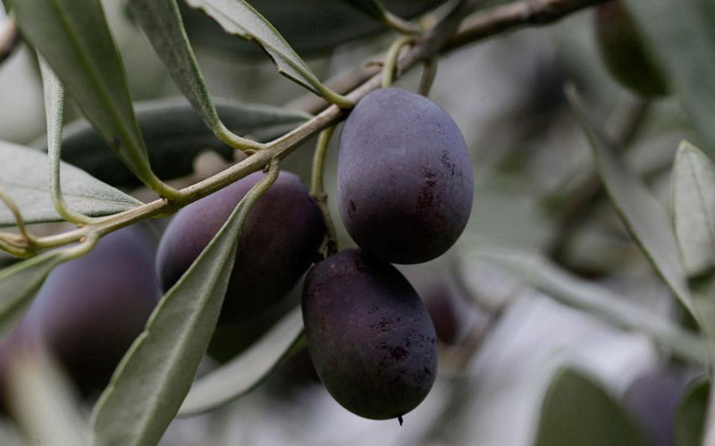 Çarkir cultivar olive