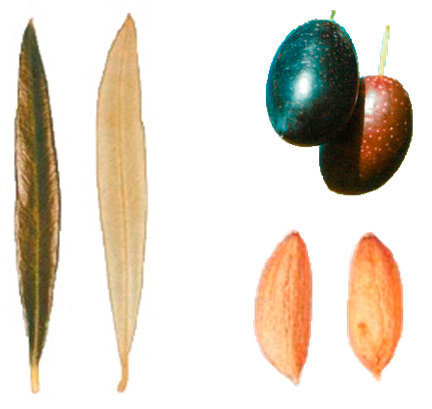 Callosina Leaf-Fruit-Seed