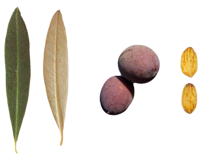 Leaf-olive-seed, cultivar Canino