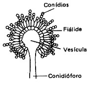 Structure of the fungus Pseudocercospora cladosporioides