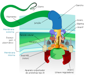 Flagelo Olivapedia