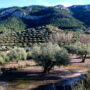 Alfafara olive crop