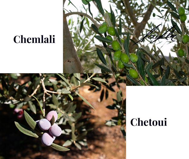 Chemlali and Chemtui