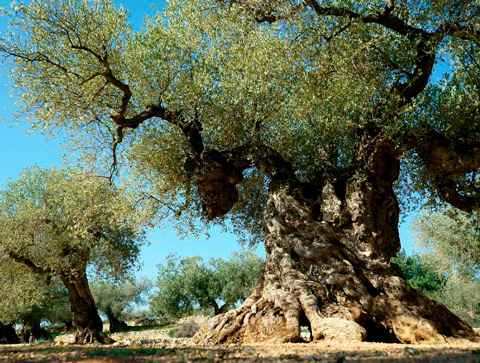 Largest olive tree in Tunisia