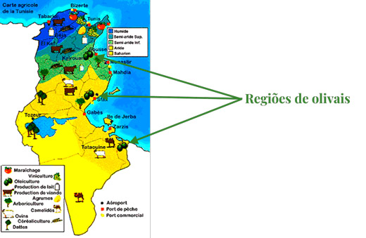 Olive grove regions