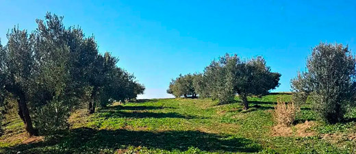The planting model in Tunisia is the traditional one, as the Chetoui cultivar does not adapt to mechanical harvesting - Photo: Oliveoiltime