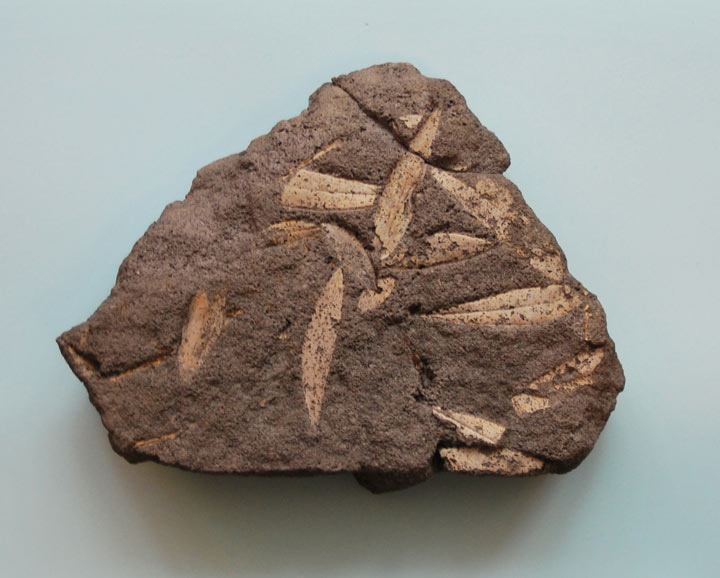 Oliveira leaf fossil