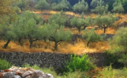 Olive grove in Turkey