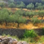 Olive grove in Turkey