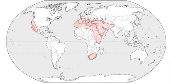 Olive fly affected area
