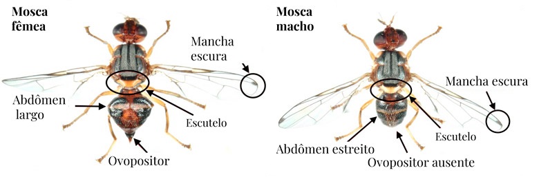 Olive fly morphology - Image based on the website consulenzeagronomiche.it