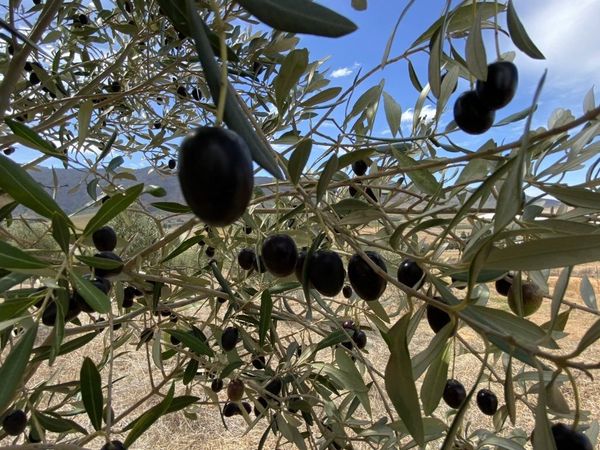 Uganda Olives