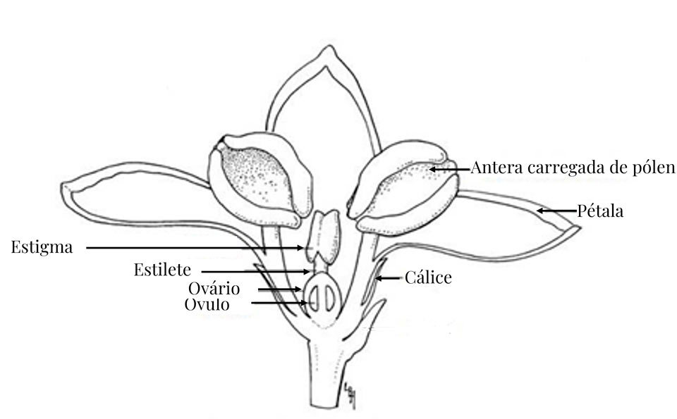 Olive flower structure