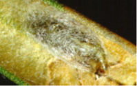 larva on the leaf